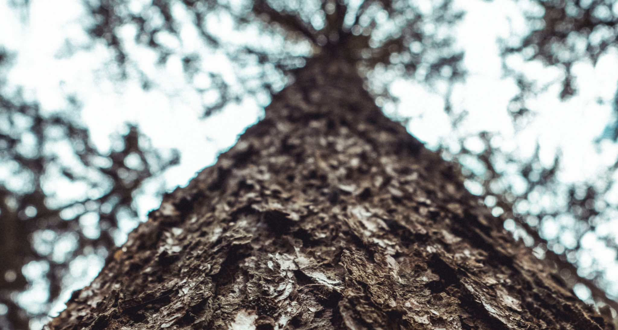 Creating a Windows Fileset for Bareos